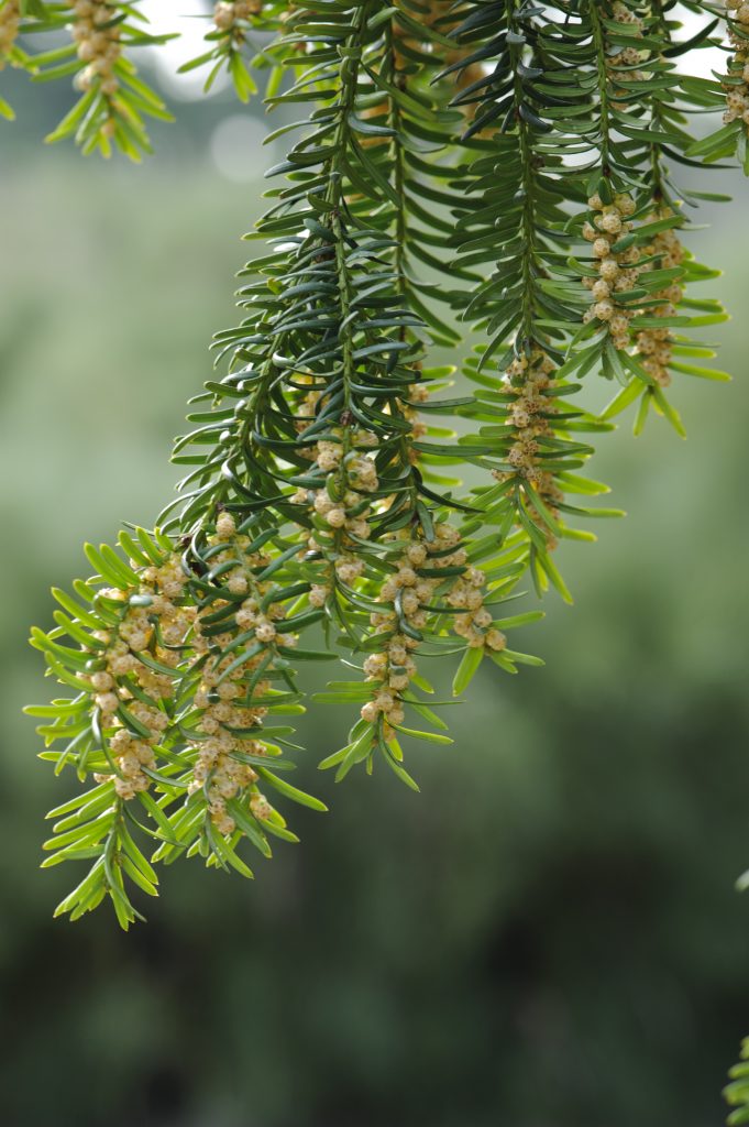 Taxus baccata branches with pollen.