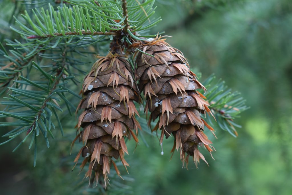 Pseudotsuga menziesii