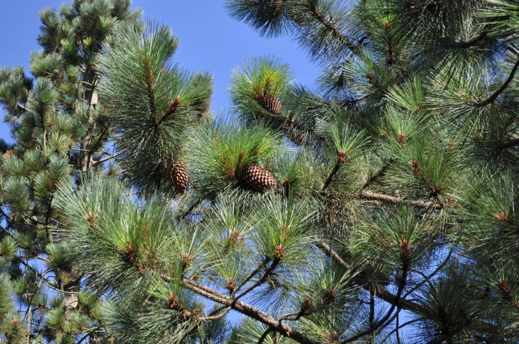 Pinus coulteri