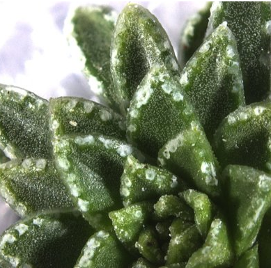Close-up of the leaves of a Saxifraga scardica showing chalk glands (hydathodes) encrusted with vaterite and calcite
