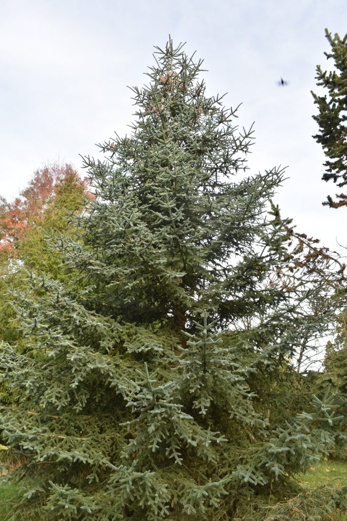 The endangered Spanish fir, Abies pinsapo