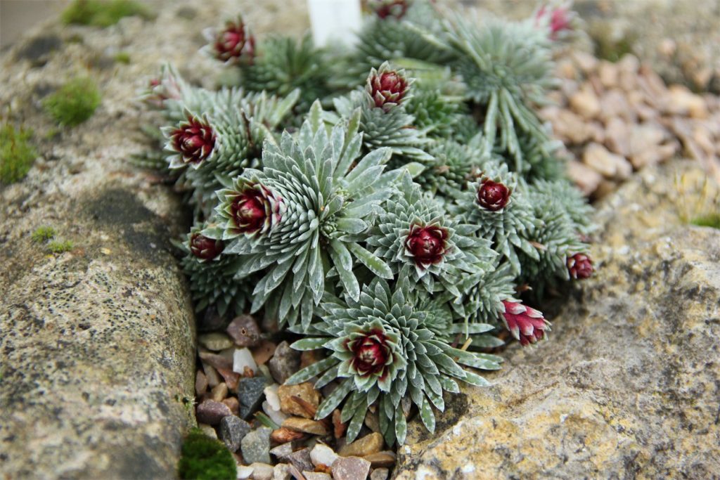 Photograph of the alpine plant Saxifraga sempervivum, which has spikey green leaves and red flowers.