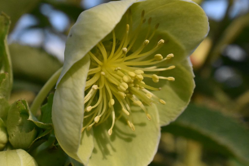 Helleborus argutifolius, pale yellow/green flower with round petals.