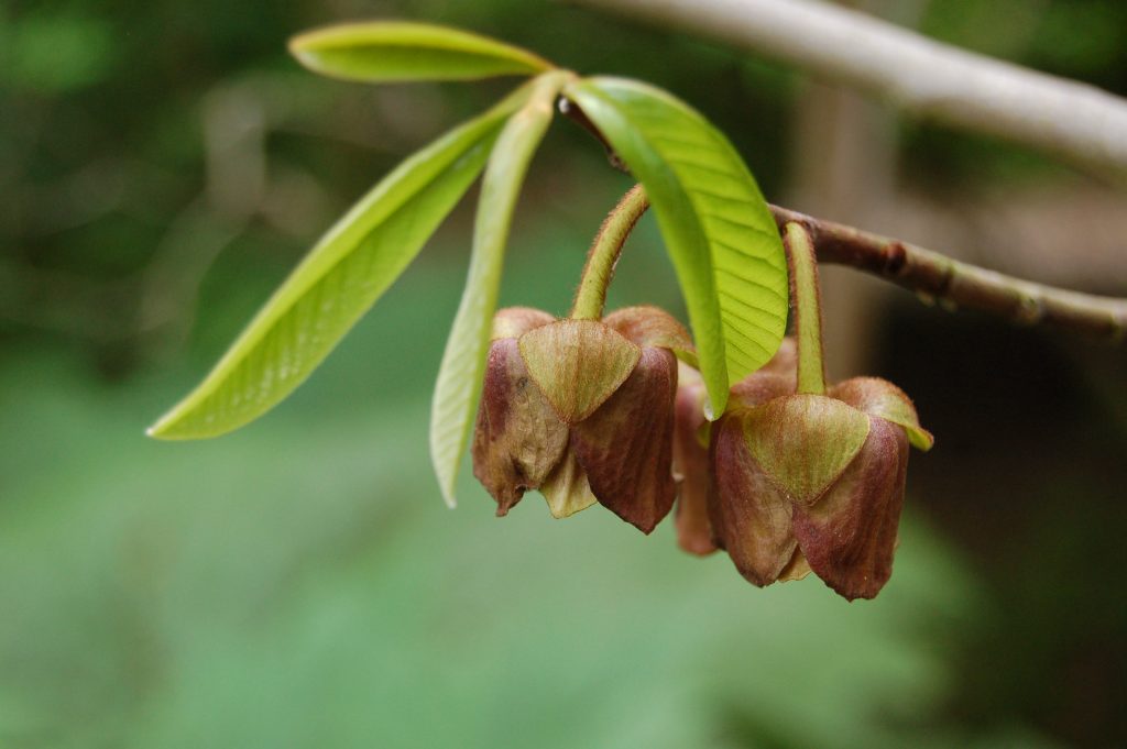 Asimina triloba, Small, hanging, burgundy flowers on a twig with green leaves.