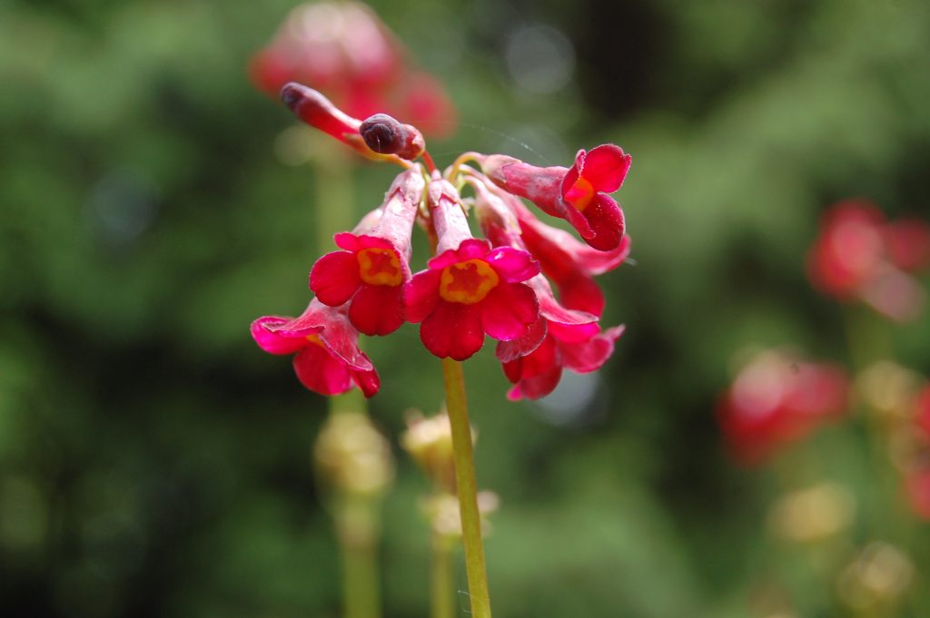 Magenta pink Primula wilsonii.