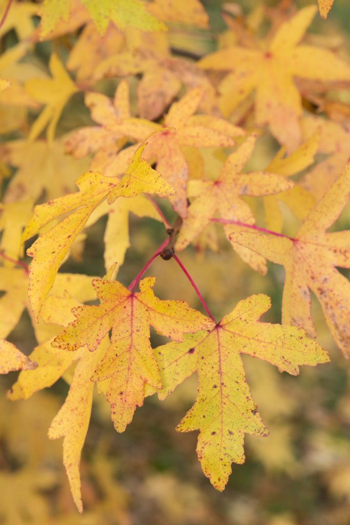 Leaves of the Liquidambar orientalis.