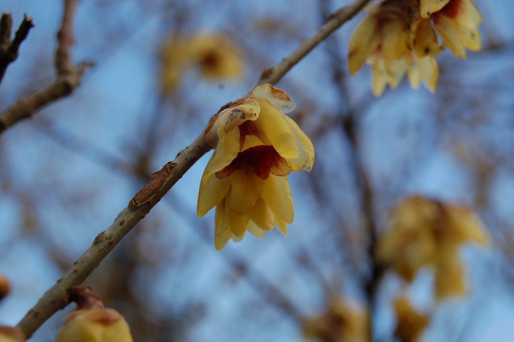 Chimonanthus praecox (wintersweet)