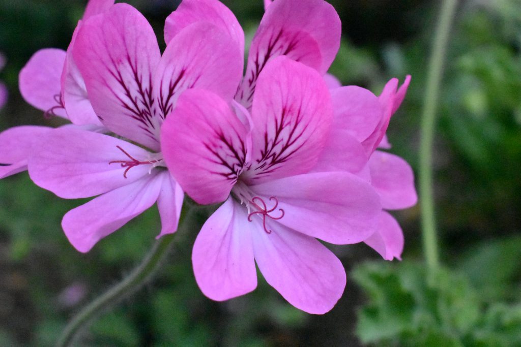 Pelargonium 'Pink Capitatum'