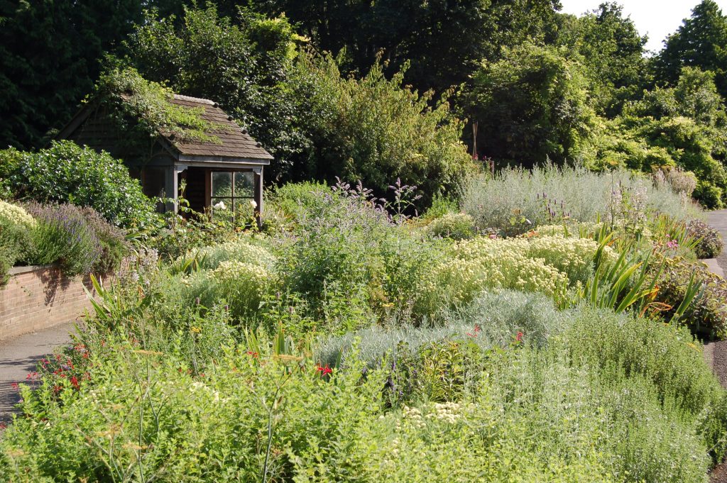 The Scented Garden, in its full summer glory.