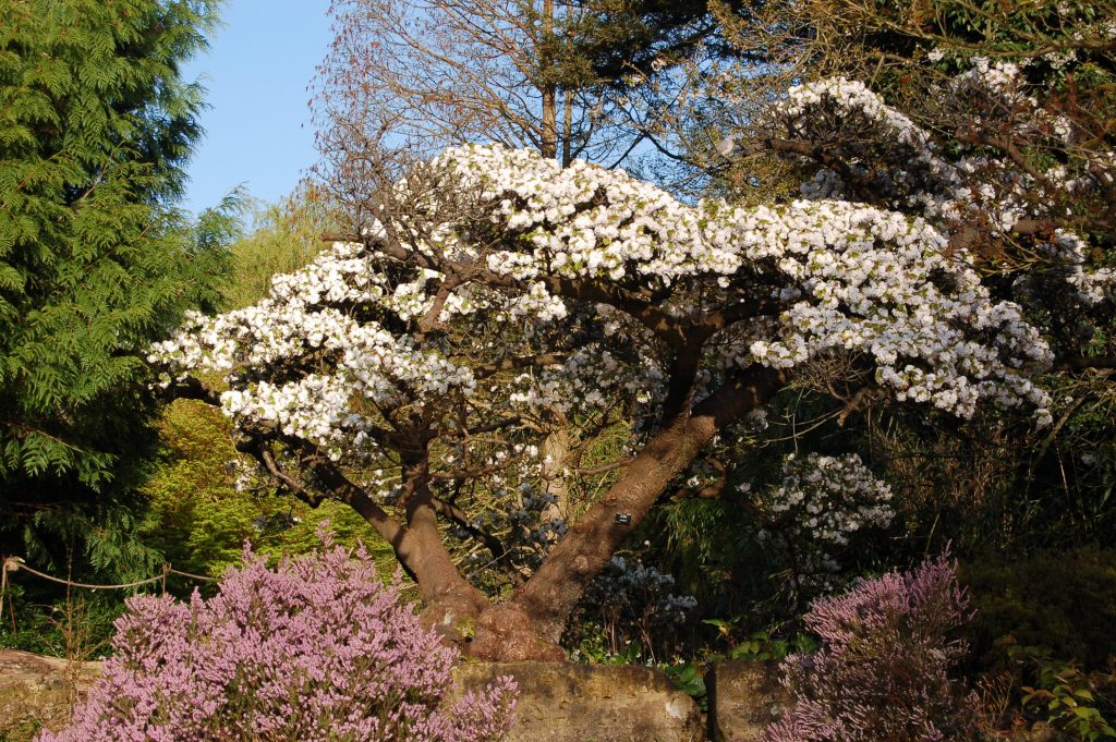 Prunus serrulata 'Alboplena', delicate blossom tree overlooking the lake.