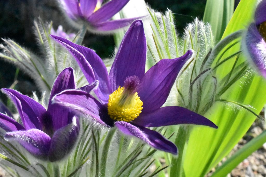Pulsatilla vulgaris, beautiful deep purple flower with 6 pointed petals and soft downy stems and leaves.