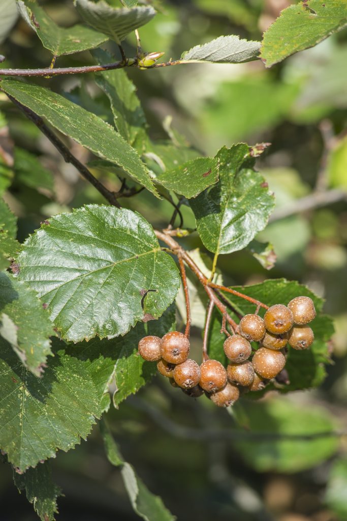 Sorbus devonianum