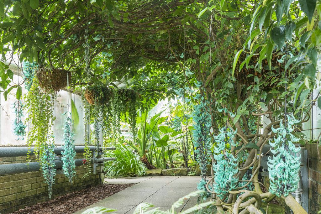The Jade Vine (Strongylodon macrobotrys) in flower.
