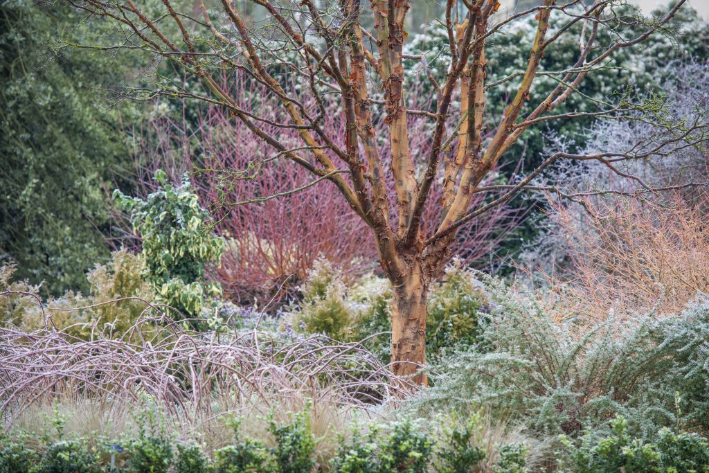 The Winter Garden