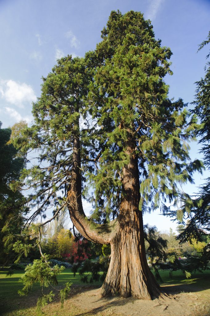 Sequoiadendron giganteum along the Main Walk
