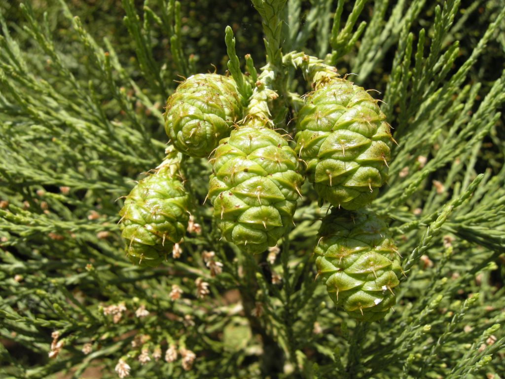 The feathery foliage and small cones of the Giant Redwood