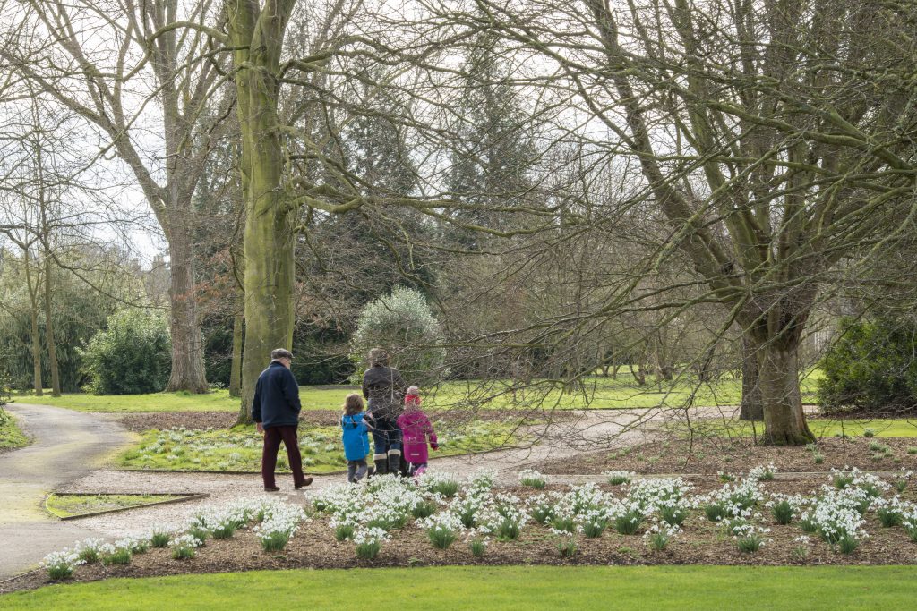 Snowdrops at the Botanic Garden