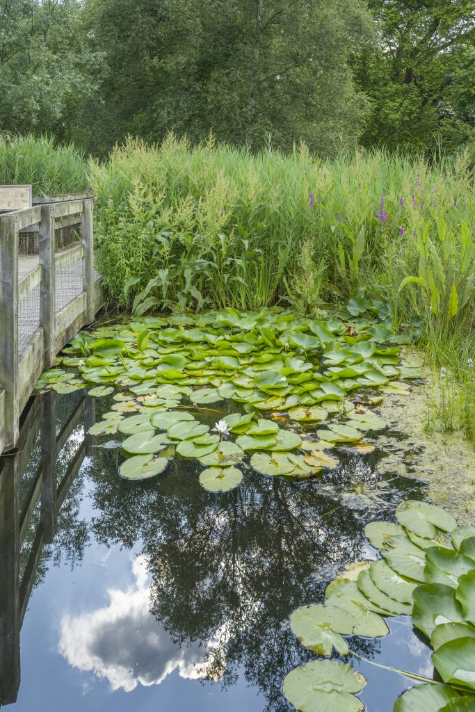 The Fen Display. A body of still water by a bridge, with clouds reflected. Green lily pads on the water are surrounded by tall reeds.