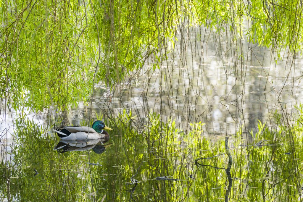A duck enjoying a swim in the Lake.