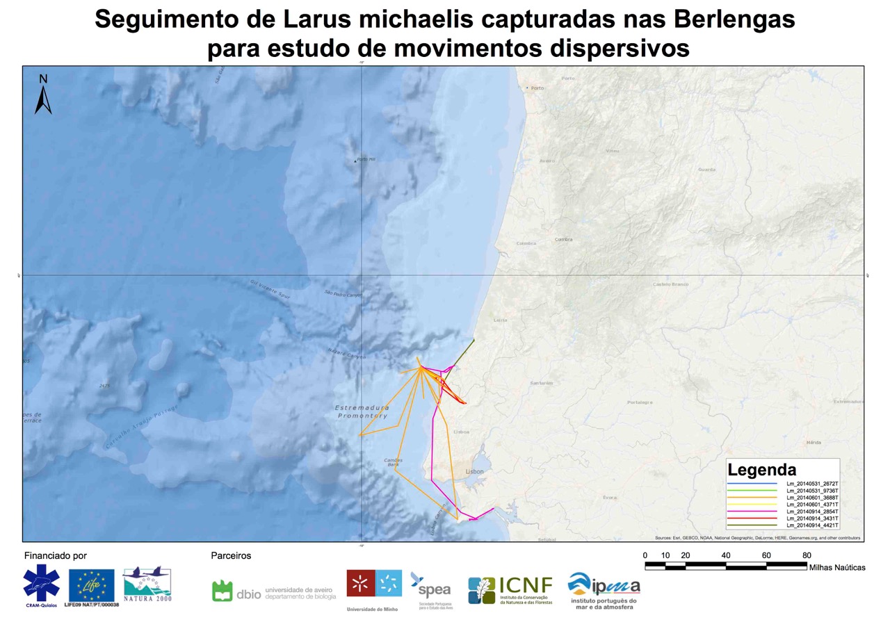 Seguimento de Larus michaelis capturadas nas Berlengas para estudo de movimentos dispersivos