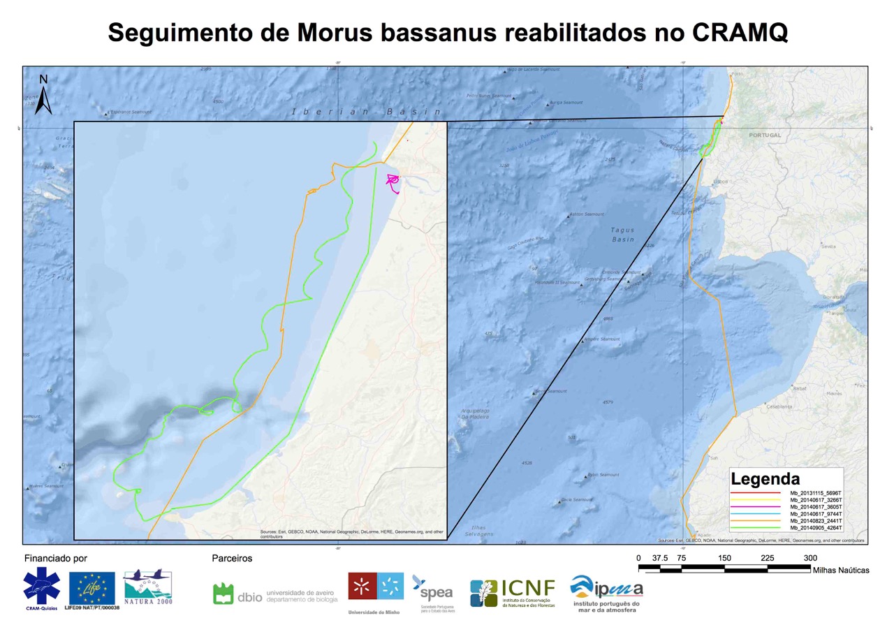 Seguimento de Larus michaelis capturadas nas Berlengas para estudo de movimentos dispersivos
