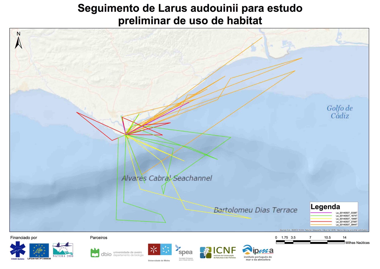 Seguimento de Larus michaelis capturadas nas Berlengas para estudo de movimentos dispersivos