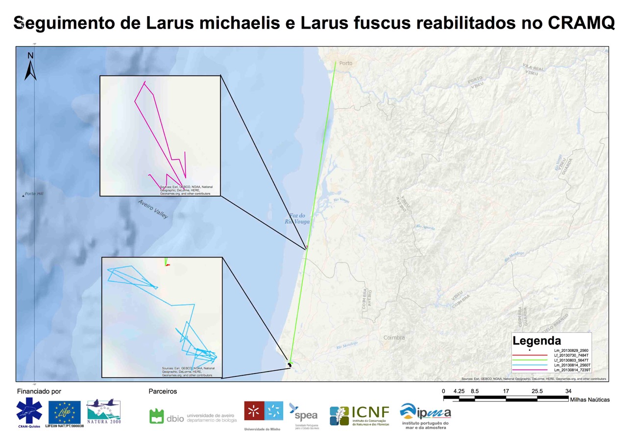 Seguimento de Larus michaelis capturadas nas Berlengas para estudo de movimentos dispersivos