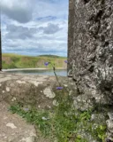 🌼

@dunnottarcastle 
