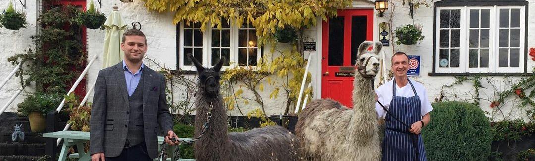 Llama wellies clearance
