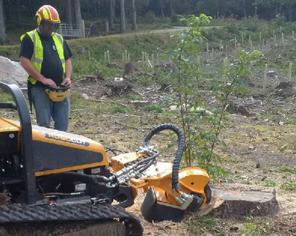 Tree and Stump Removal