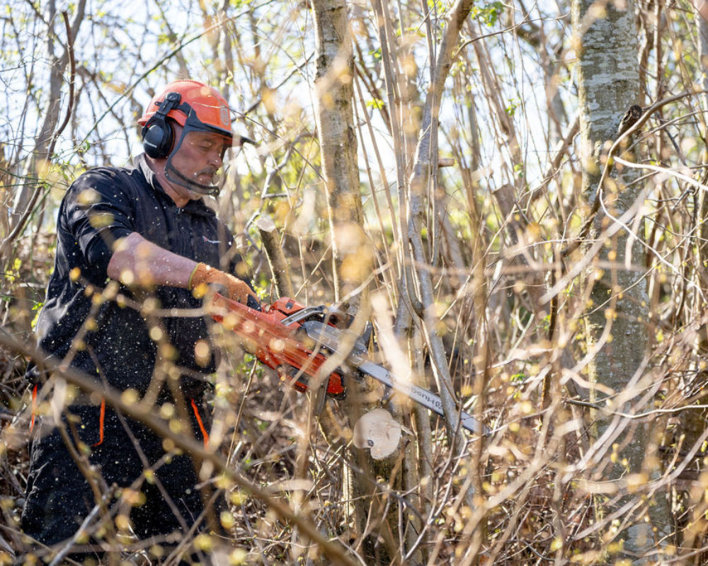 Tree Care