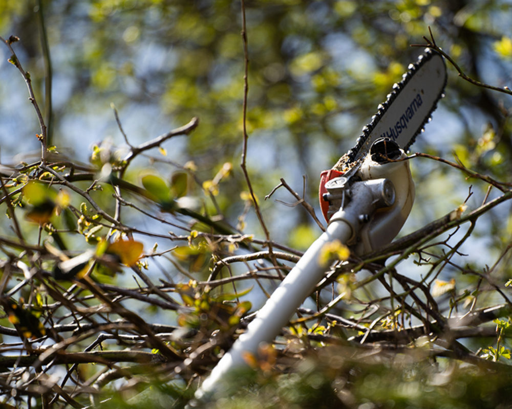 Tree Care