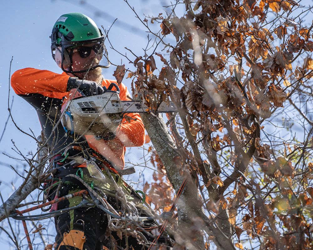 Tree Surgery