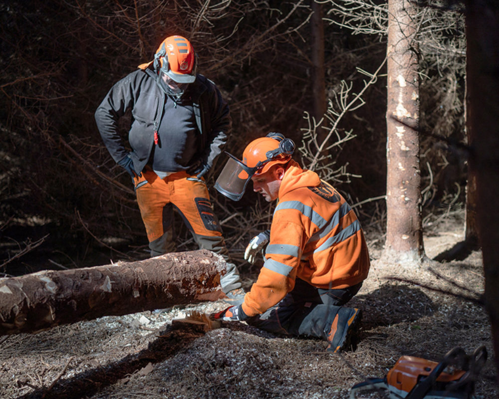 Tree Surveys