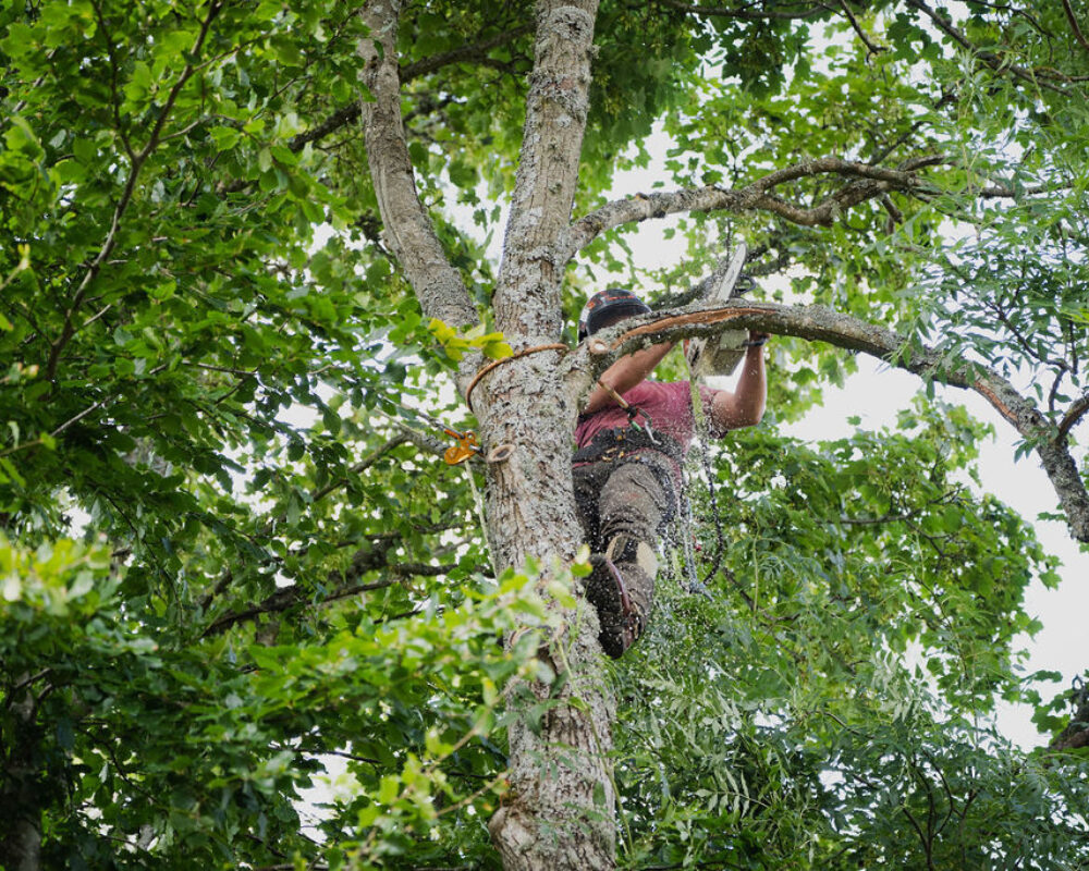 Tree Surgery