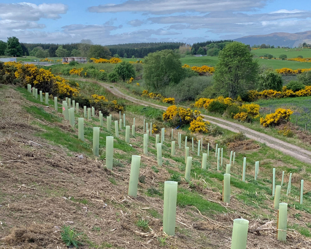 Tree Planting