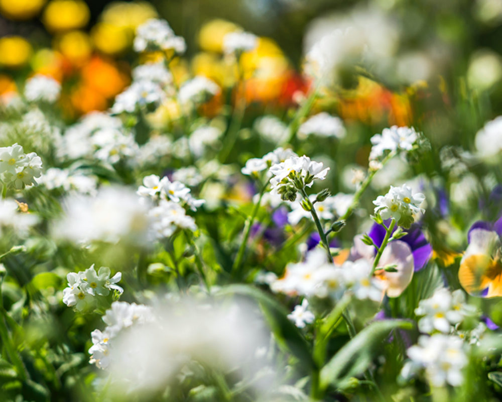 Weeding and Planting