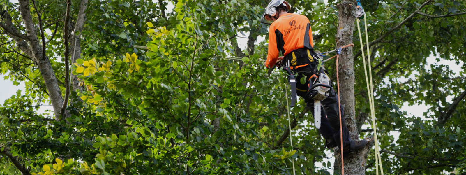 SCOTLAND'S TREE AND WOODLAND SPECIALISTS FOR OVER 20 YEARS