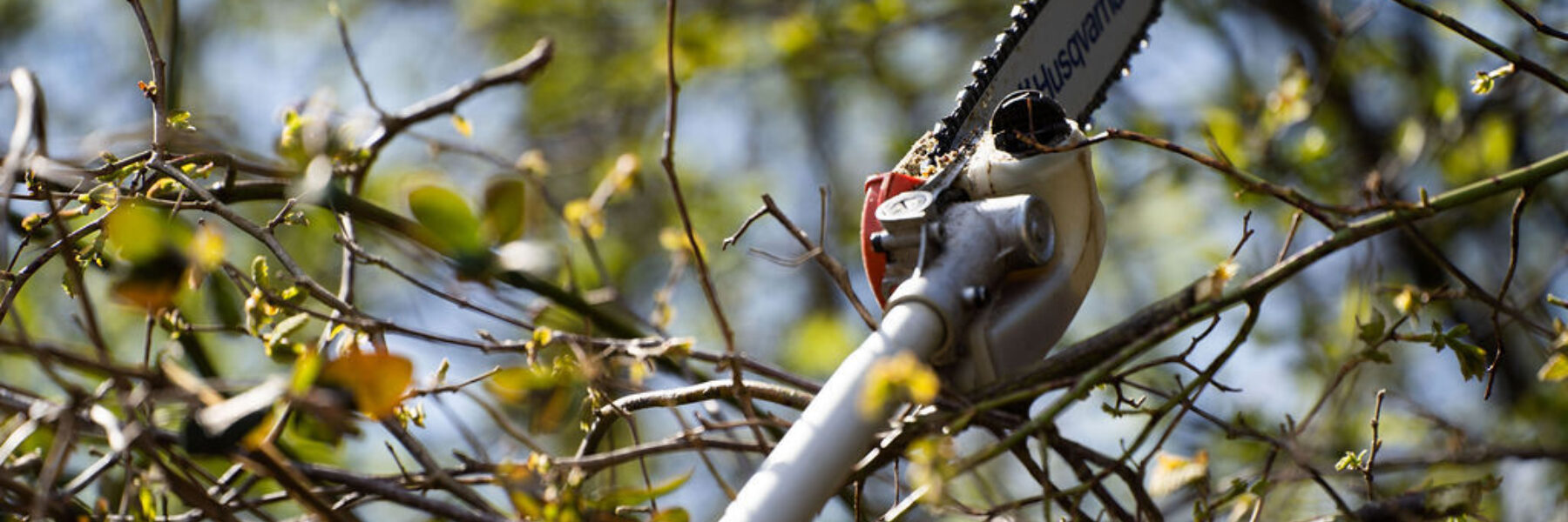 Professional Tree Surgeons & Firewood Suppliers In Aberdeenshire