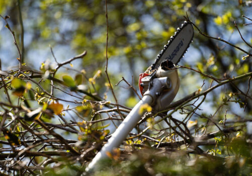 Tree Services