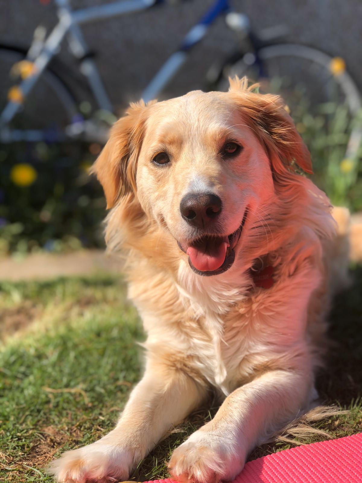 Harleys Hounds Dolly