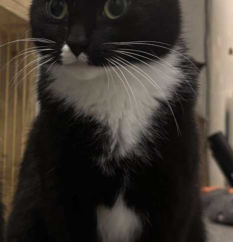 Pickle Cat