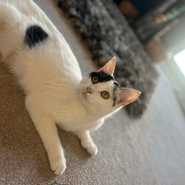 Mama Cat