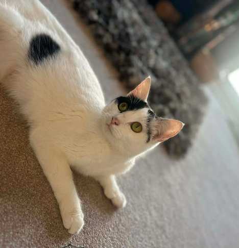Mama Cat