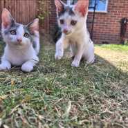 Squiff and Squaff