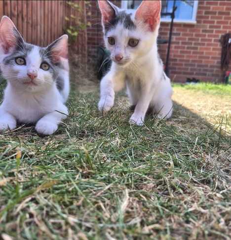 Squiff and Squaff