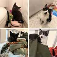 Grumpington and Catfish