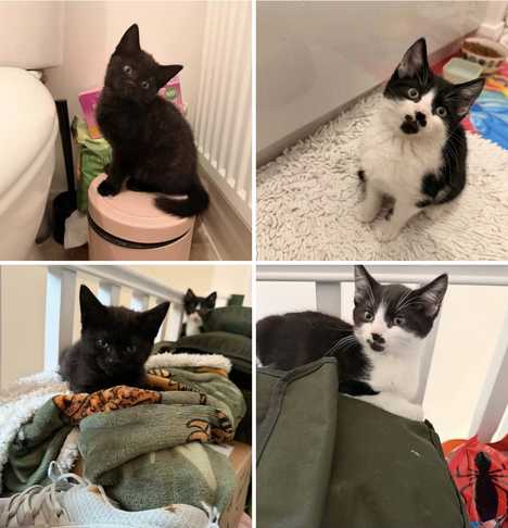 Grumpington and Catfish