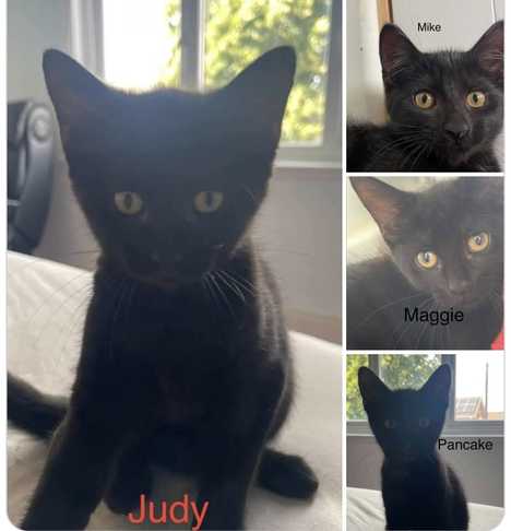Pancake, Maggie, Judy and Mike