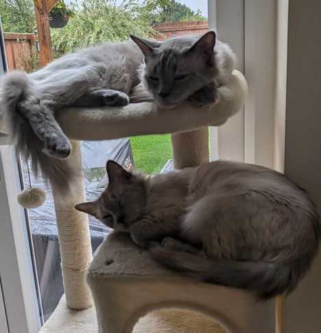Max and Milo